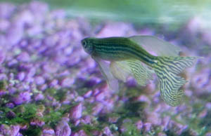 One of the zebrafish in Prof. Diane Krill's research project. | Photo by Christopher Rolinson